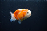 Ranchu  Sakura 2.5 Inch (ID#1126R1c-77) Free2Day SHIPPING