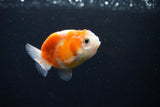 Ranchu  Sakura 2.5 Inch (ID#1126R1c-77) Free2Day SHIPPING