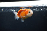 Ranchu  Sakura 2.5 Inch (ID#1126R1c-77) Free2Day SHIPPING