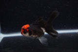 Juvenile Thai Oranda  Tricolor 3.5 Inch (ID#0110T13b-88) Free2Day SHIPPING