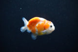 Ranchu  Sakura 2.5 Inch (ID#1126R1c-77) Free2Day SHIPPING