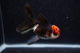 Juvenile Thai Oranda  Tricolor 3.5 Inch (ID#0110T13b-88) Free2Day SHIPPING