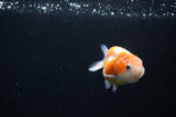 Ranchu  Sakura 2.5 Inch (ID#1126R1c-77) Free2Day SHIPPING