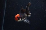 Juvenile Thai Oranda  Tricolor 3.5 Inch (ID#0110T13b-88) Free2Day SHIPPING