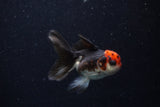 Juvenile Thai Oranda  Tricolor 3.5 Inch (ID#0110T13b-88) Free2Day SHIPPING