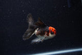 Juvenile Thai Oranda  Tricolor 3.5 Inch (ID#0110T13b-88) Free2Day SHIPPING