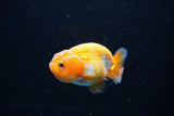 Ranchu  Red White 2.5 Inch (ID#1126R1c-78) Free2Day SHIPPING