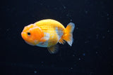 Ranchu  Red White 2.5 Inch (ID#1126R1c-78) Free2Day SHIPPING