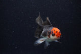 Juvenile Thai Oranda  Tricolor 3.5 Inch (ID#0110T13b-88) Free2Day SHIPPING