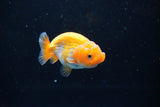 Ranchu  Red White 2.5 Inch (ID#1126R1c-78) Free2Day SHIPPING