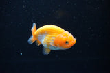 Ranchu  Red White 2.5 Inch (ID#1126R1c-78) Free2Day SHIPPING