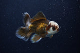 Juvenile Thai Oranda  Panda 4 Inch (ID#0110T13b-89) Free2Day SHIPPING