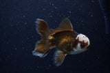 Juvenile Thai Oranda  Panda 4 Inch (ID#0110T13b-89) Free2Day SHIPPING