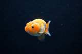 Ranchu  Red White 2.5 Inch (ID#1126R1c-78) Free2Day SHIPPING