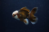 Juvenile Thai Oranda  Panda 4 Inch (ID#0110T13b-89) Free2Day SHIPPING