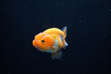 Ranchu  Red White 2.5 Inch (ID#1126R1c-78) Free2Day SHIPPING