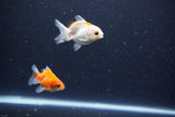 2Pack Baby Thai Oranda   2 Inch (ID#1029ToPTD-18) Free2Day SHIPPING