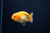 Ranchu  Red White 2.5 Inch (ID#1126R1c-78) Free2Day SHIPPING