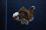 Juvenile Thai Oranda  Panda 4 Inch (ID#0110T13b-89) Free2Day SHIPPING