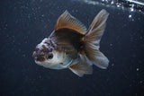 Juvenile Thai Oranda  Panda 4 Inch (ID#816To13b-16) Free2Day SHIPPING