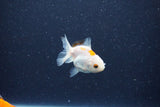 2Pack Baby Thai Oranda   2 Inch (ID#1029ToPTD-18) Free2Day SHIPPING