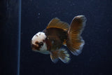 Juvenile Thai Oranda  Panda 4 Inch (ID#0110T13b-89) Free2Day SHIPPING