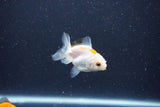 2Pack Baby Thai Oranda   2 Inch (ID#1029ToPTD-18) Free2Day SHIPPING