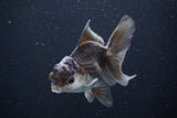 Juvenile Thai Oranda  Panda 4 Inch (ID#816To13b-16) Free2Day SHIPPING