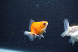 2Pack Baby Thai Oranda   2 Inch (ID#1029ToPTD-18) Free2Day SHIPPING