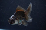 Juvenile Thai Oranda  Panda 4 Inch (ID#816To13b-16) Free2Day SHIPPING