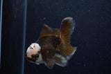 Juvenile Thai Oranda  Panda 4 Inch (ID#0110T13b-89) Free2Day SHIPPING