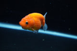 Ranchu  Sakura 2.5 Inch (ID#1126R1c-79) Free2Day SHIPPING