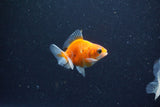 2Pack Baby Thai Oranda   2 Inch (ID#1029ToPTD-18) Free2Day SHIPPING