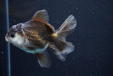 Juvenile Thai Oranda  Panda 4 Inch (ID#816To13b-16) Free2Day SHIPPING