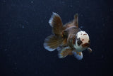 Juvenile Thai Oranda  Panda 4 Inch (ID#0110T13b-89) Free2Day SHIPPING