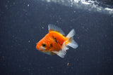 2Pack Baby Thai Oranda   2 Inch (ID#1029ToPTD-18) Free2Day SHIPPING