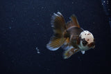 Juvenile Thai Oranda  Panda 4 Inch (ID#0110T13b-89) Free2Day SHIPPING