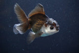 Juvenile Thai Oranda  Panda 4 Inch (ID#816To13b-16) Free2Day SHIPPING