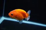 Ranchu  Sakura 2.5 Inch (ID#1126R1c-79) Free2Day SHIPPING