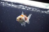 2Pack Baby Thai Oranda   2 Inch (ID#1029ToPTD-18) Free2Day SHIPPING