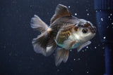 Juvenile Thai Oranda  Panda 4 Inch (ID#816To13b-16) Free2Day SHIPPING