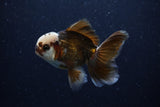 Juvenile Thai Oranda  Panda 4 Inch (ID#0110T13b-89) Free2Day SHIPPING