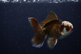 Juvenile Thai Oranda  Panda 4 Inch (ID#0110T13b-89) Free2Day SHIPPING