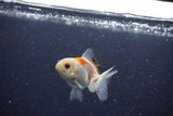 2Pack Baby Thai Oranda   2 Inch (ID#1029ToPTD-18) Free2Day SHIPPING