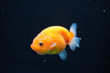 Ranchu  Sakura 2.5 Inch (ID#1126R1c-79) Free2Day SHIPPING