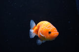 Ranchu  Sakura 2.5 Inch (ID#1126R1c-79) Free2Day SHIPPING