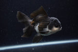 Juvenile Thai Oranda  Panda 4 Inch (ID#0110T13b-90) Free2Day SHIPPING