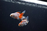 2Pack Baby Thai Oranda   2 Inch (ID#1029ToPTD-19) Free2Day SHIPPING