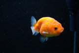 Ranchu  Sakura 2.5 Inch (ID#1126R1c-79) Free2Day SHIPPING