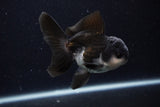 Juvenile Thai Oranda  Panda 4 Inch (ID#0110T13b-90) Free2Day SHIPPING